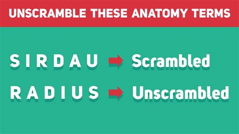 Unscramble anatomy - Unscrambling celebrity names involves the ability to spell, a familiarity with celebrities and just a few minutes of time. There are some easy tips to follow in order to help unscramble the names: